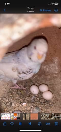 4 pair budgie hay with big cage 03262906492