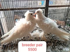 fancy pigeon | kabutar| Jacobin|  frillback saddle | amarican fantail|