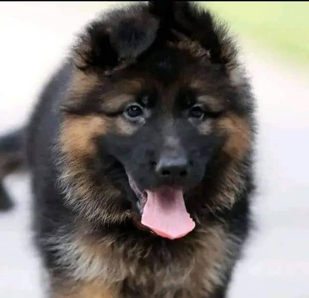 German shepherd puppy 03481780779 WhatsApp nu 0