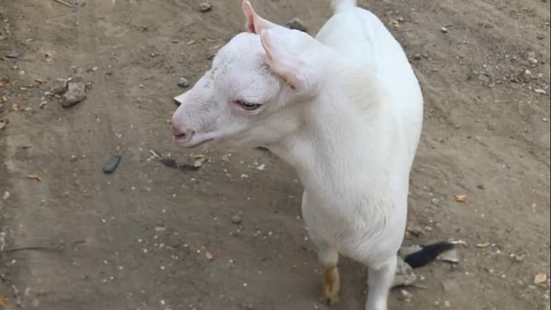 white tedda pointed ear 0