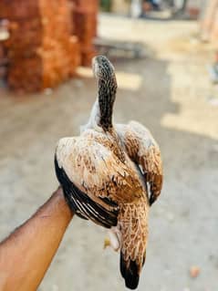 aseel mianwali female