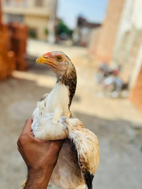 aseel mianwali female 1