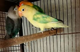 love birds