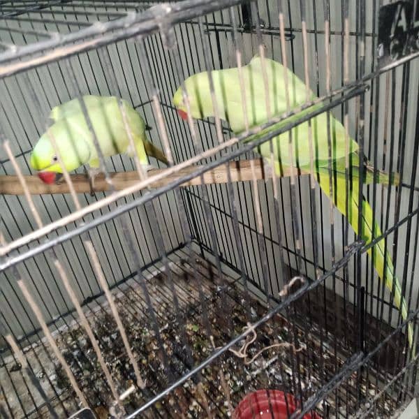 parrots for sale 0