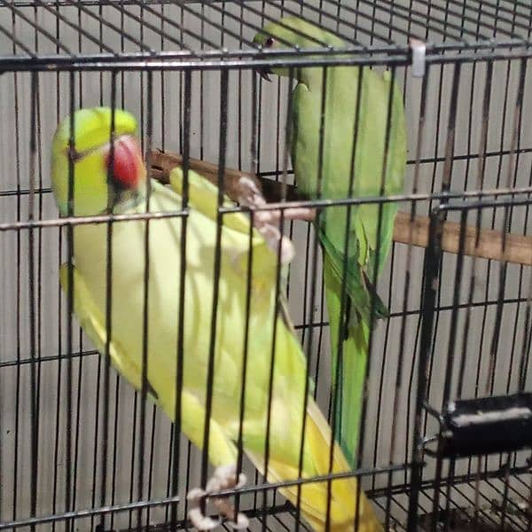 parrots for sale 1