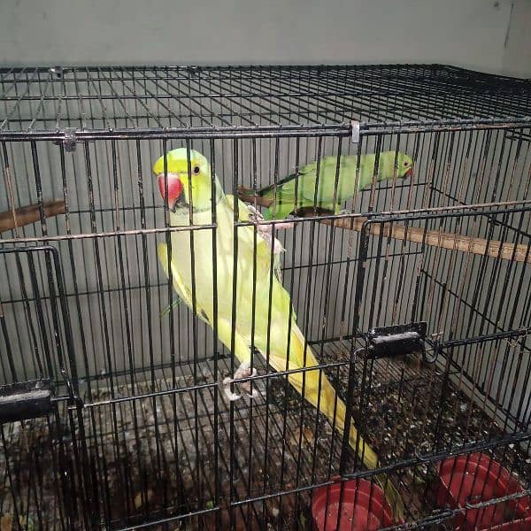 parrots for sale 2