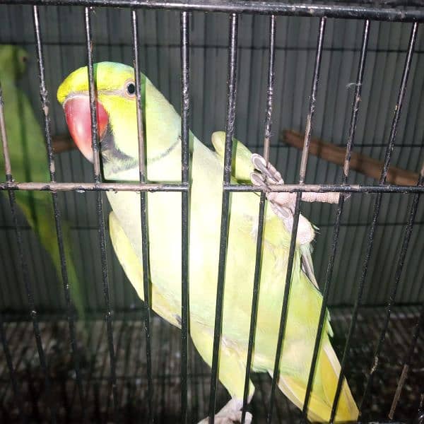 parrots for sale 3