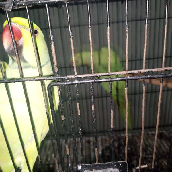 parrots for sale 4