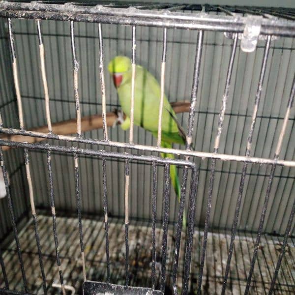 parrots for sale 5