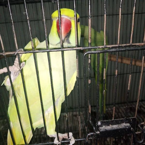 parrots for sale 6