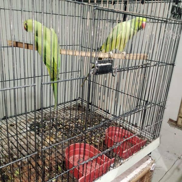 parrots for sale 7