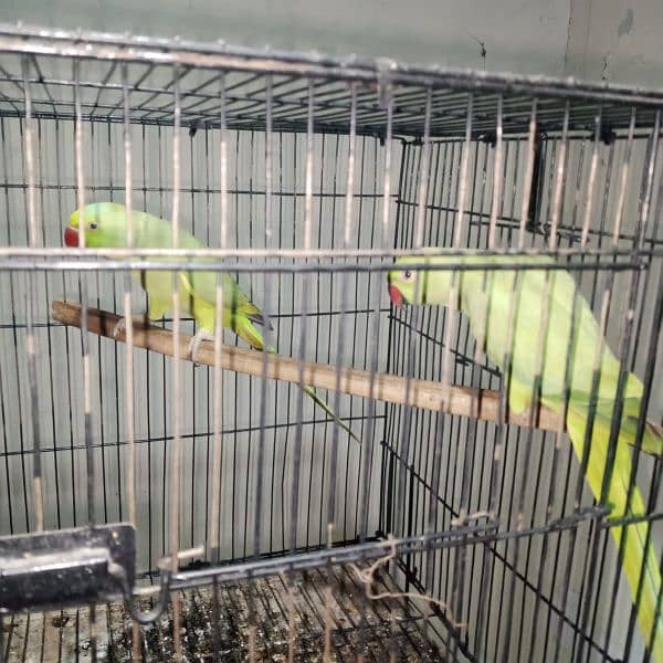 parrots for sale 8