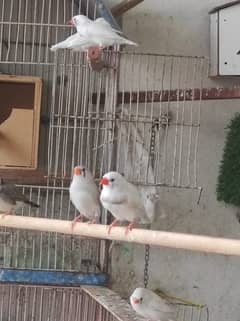 COMMON FINCHES GOOD IN SIZE,PAIRS & SOLO, MIX FINCHES, Per Piece Rs400