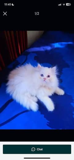 Persian cat for sale male or female my WhatsApp 03134925408