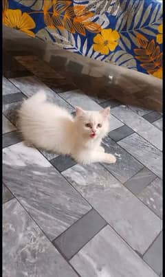 Male Kitten for sale