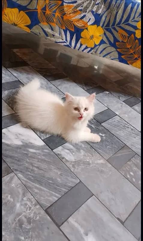 Male Kitten for sale 0