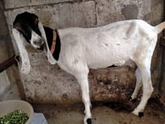 Sindhi desi bakri for sale. . .