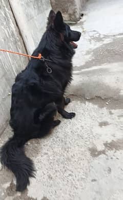 black Shepherd male puppy available 6 month age for sale