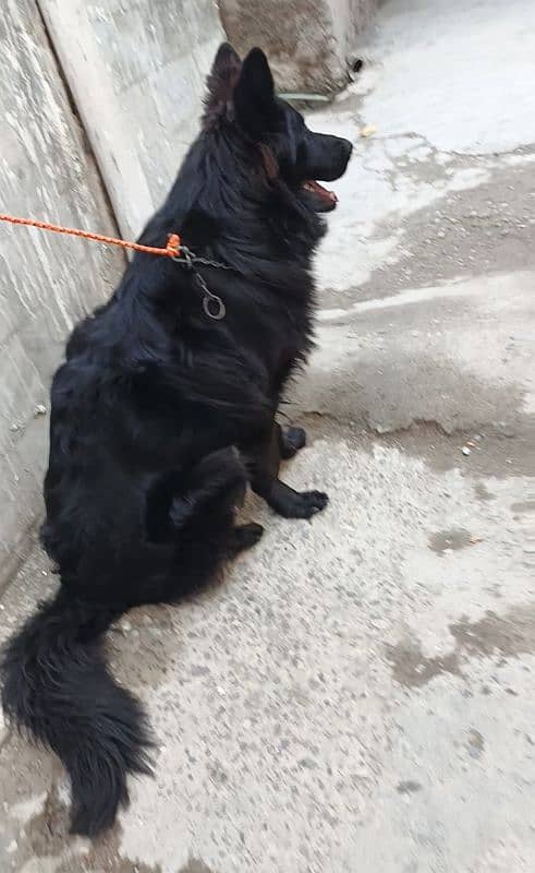 black Shepherd male puppy available 6 month age for sale 0