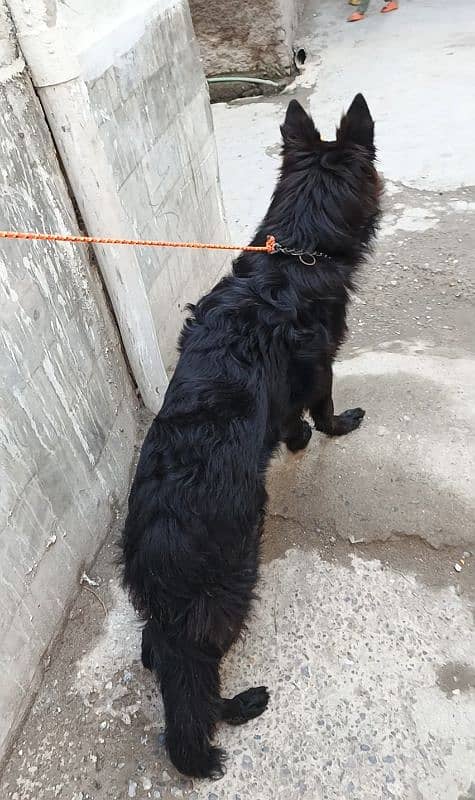 black Shepherd male puppy available 6 month age for sale 1