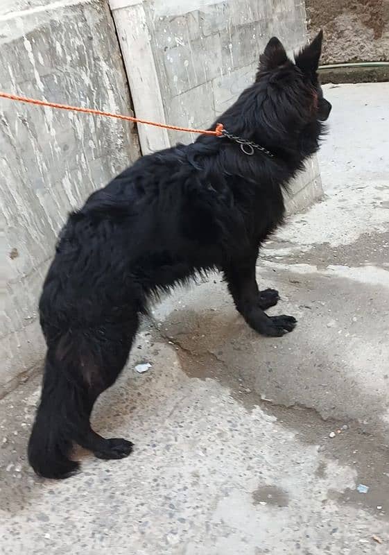 black Shepherd male puppy available 6 month age for sale 4