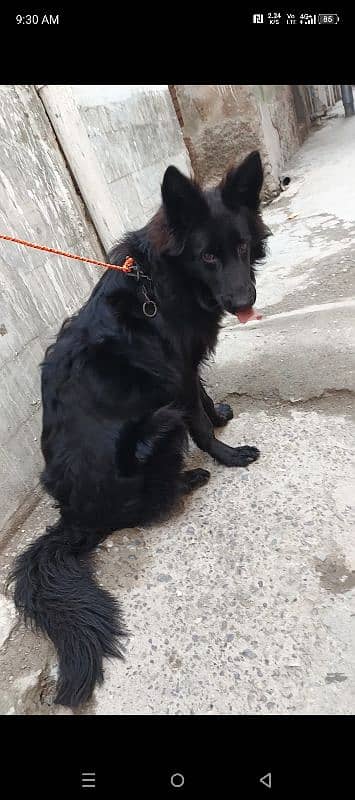 black Shepherd male puppy available 6 month age for sale 5