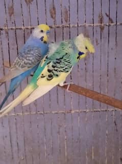 Budgies Males