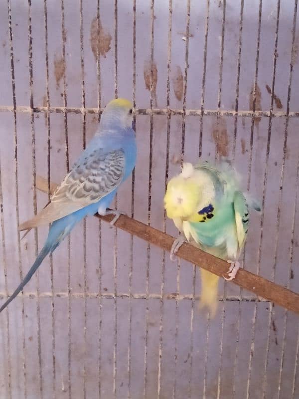 Budgies Males 1