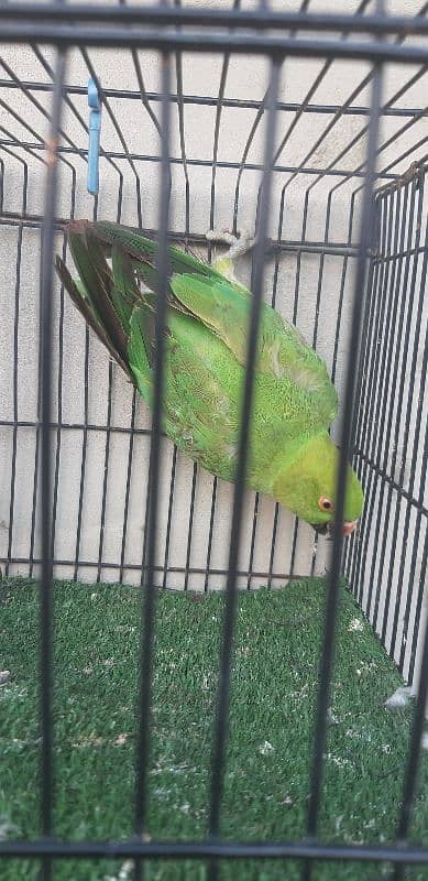 Ringneck Breeder female 0