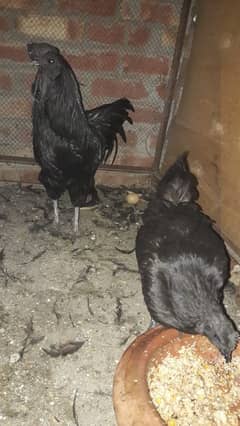 ayam cemani breeder pair