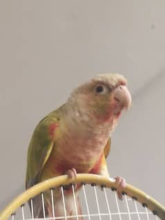 conure