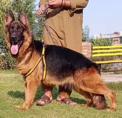 German shepherd confirm breeder female 15 month age for sale