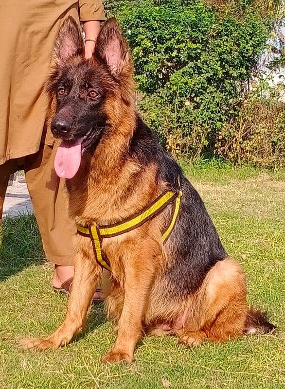 German shepherd confirm breeder female 15 month age for sale 1