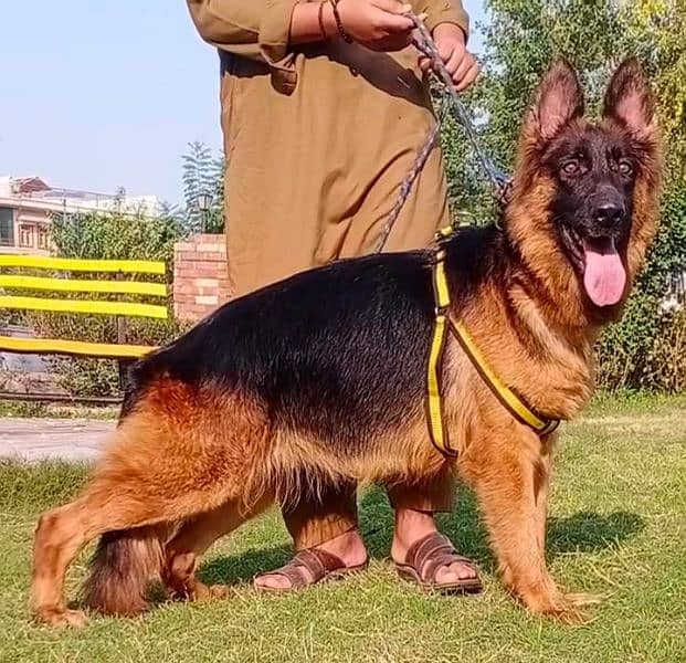 German shepherd confirm breeder female 15 month age for sale 2