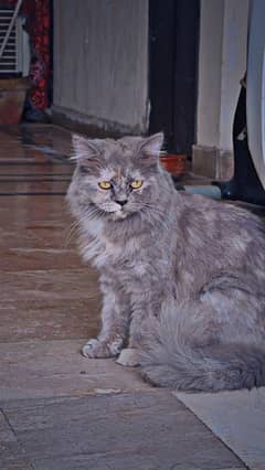 persian grey cat for sale