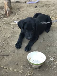 Labrador dog for sale