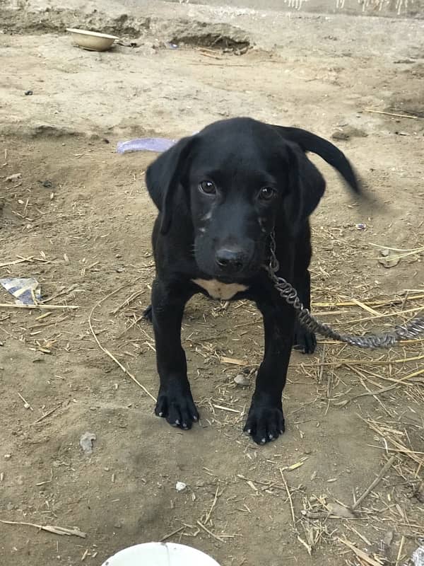 Labrador dog for sale 1