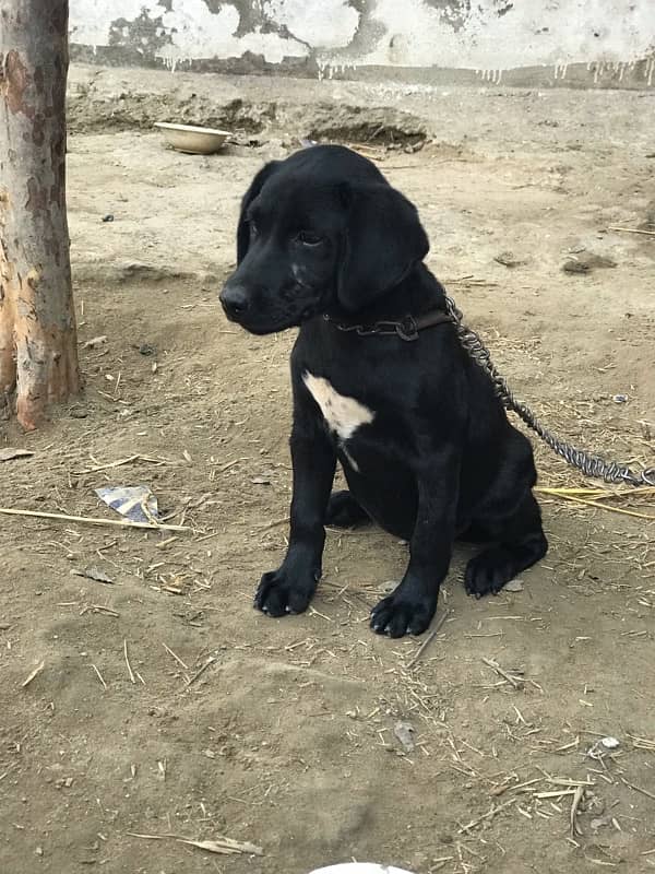 Labrador dog for sale 2