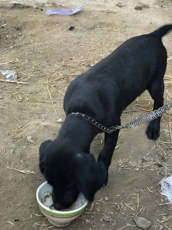 Labrador dog for sale 3