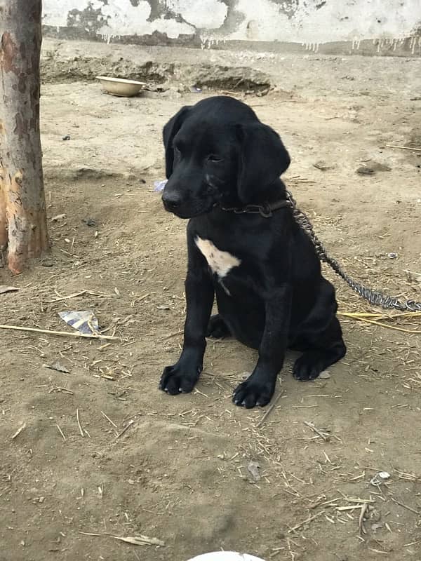 Labrador dog for sale 4