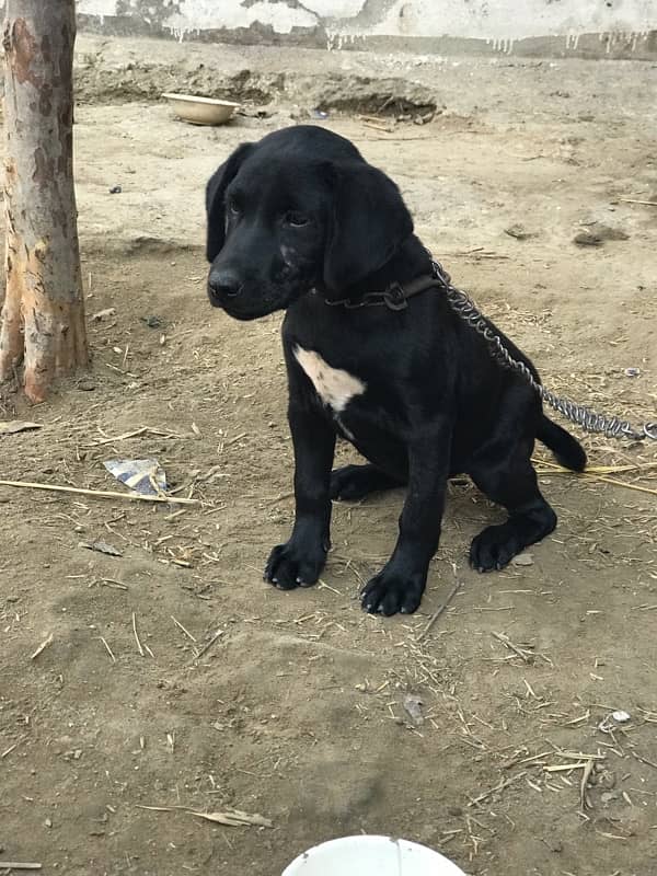 Labrador dog for sale 5