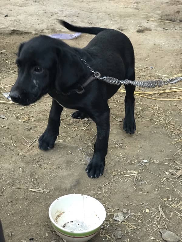 Labrador dog for sale 6