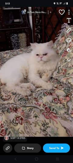 cat for sale age 1.5 male full vacinated colour white hair large Coat