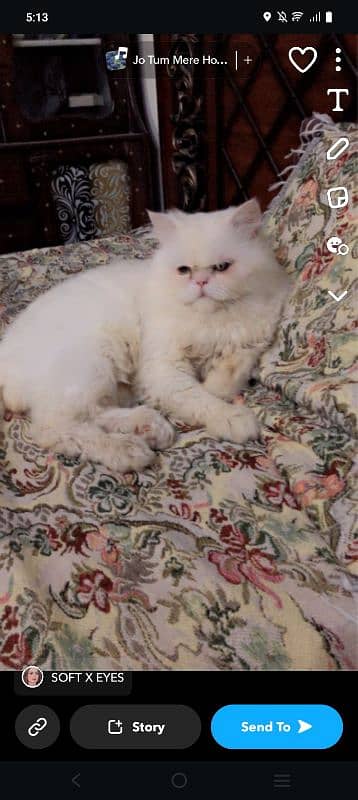 cat for sale age 1.5 male full vacinated colour white hair large Coat 0