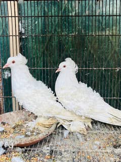 Frill pigeons breeder pair