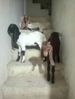 Goats Baby