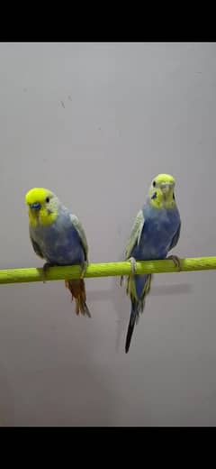 DF Violet Rainbow Budgie