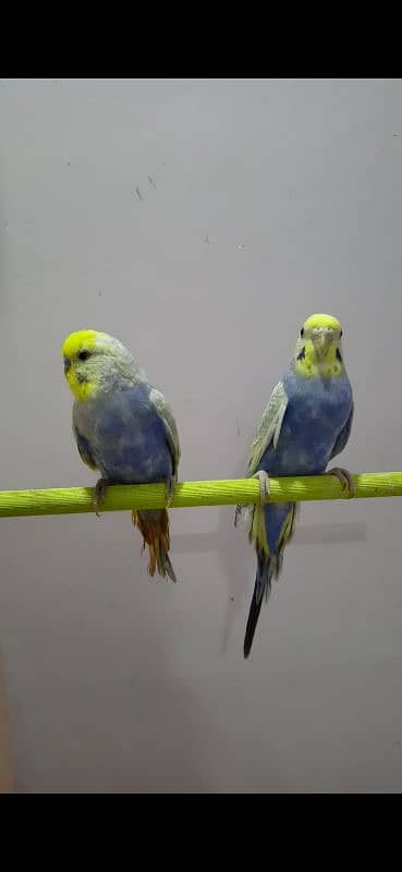 DF Violet Rainbow Budgie 1