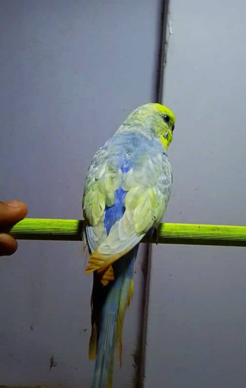 DF Violet Rainbow Budgie 2