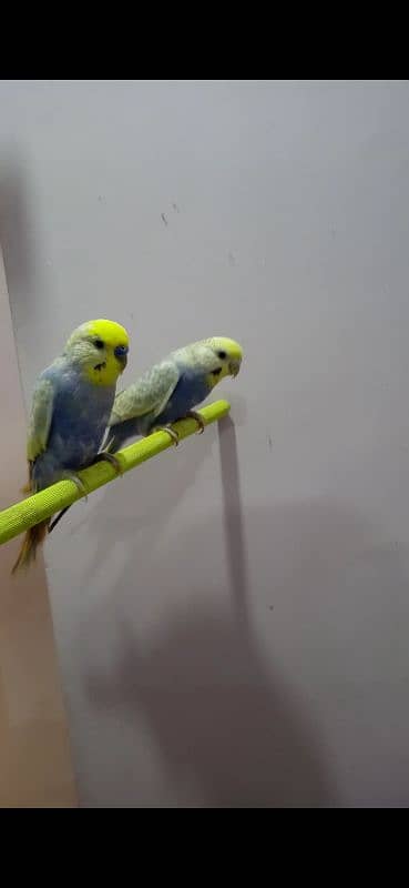 DF Violet Rainbow Budgie 3